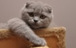 scottish fold